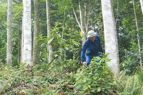 Thu Cúc phát triển kinh tế lâm nghiệp