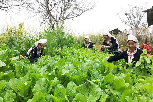 Dân chủ để xây dựng nông thôn mới