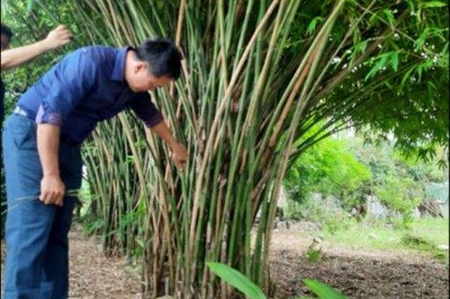 Kinh tế Nông nghiệp - Nông thôn Phát triển sản phẩm măng tre A Hum theo chuỗi giá trị