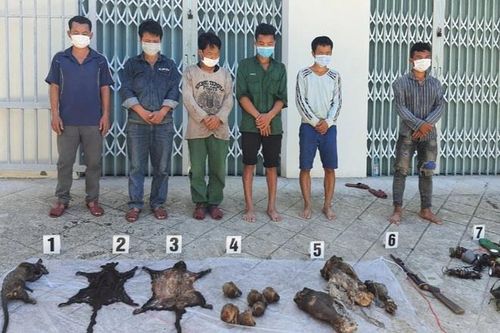 6 linh trưởng nghi là voọc chà vá chân nâu bị giết hại ở Vườn Quốc gia Bạch Mã