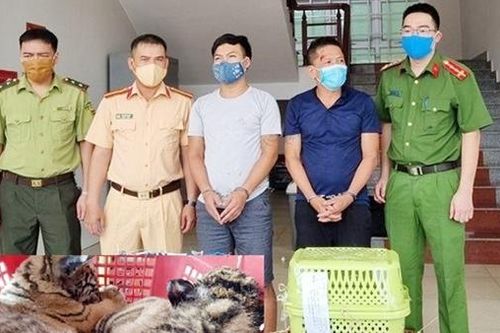 Cần xử lý nghiêm hành vi nuôi, nhốt hổ trái phép