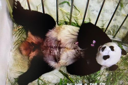 Gấu trúc con đầu tiên chào đời ở Singapore