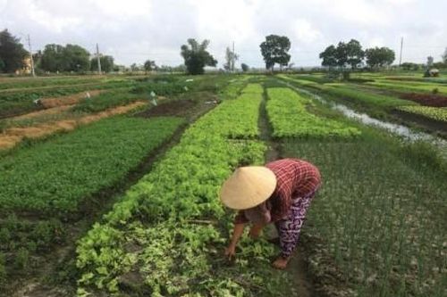Kinh tế Nông nghiệp - Nông thôn Gia tăng giá trị cây trồng cho nông nghiệp