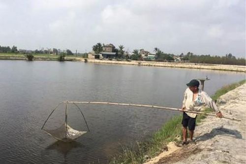 Kinh tế Nông nghiệp - Nông thôn Hướng đến nuôi thủy sản theo chuỗi giá trị