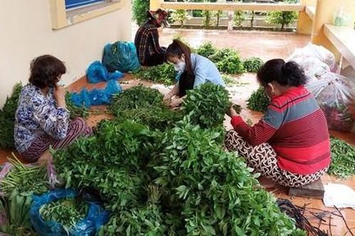 Nghĩa tình ngọn rau Thanh Bình - Chợ Gạo - Tiền Giang