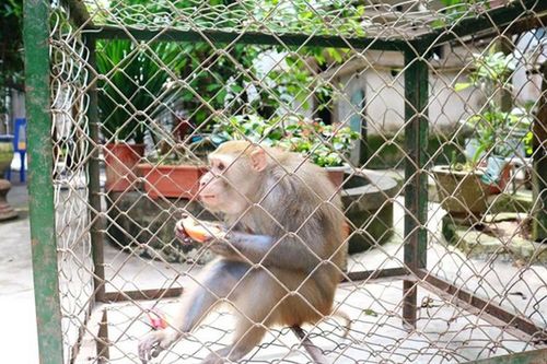 Cận cảnh khỉ đuôi lợn siêu hiếm được VQG Hà Tĩnh tiếp nhận