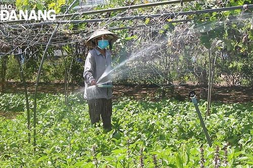 Nông dân ra đồng sản xuất