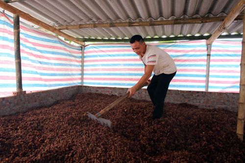Quả sa nhân tím giảm giá, người dân sáng tạo trong bảo quản