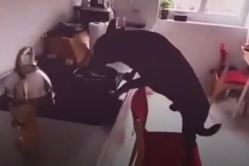 Chú chó đẩy ghế trèo lên bếp ăn vụng