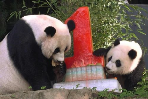 Du khách đến dự sinh nhật gấu trúc con tròn 1 tuổi ở Mỹ