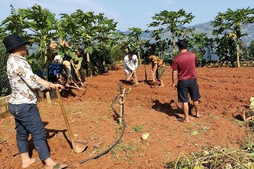 Tích trữ lương thực, trồng thêm rau xanh để sẵn sàng... kéo học sinh tới lớp