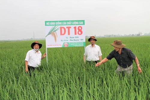 Ngân sách Nhà nước đầu tư cho mua bản quyền giống cây trồng, vật nuôi, thủy sản mới