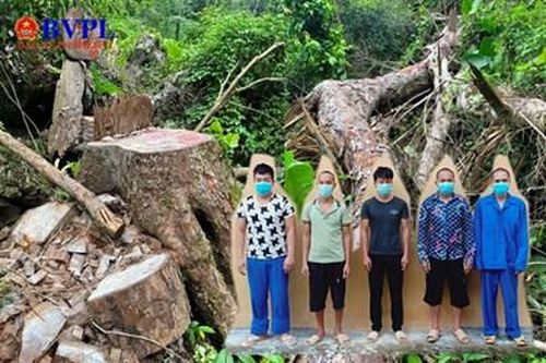 Báo BVPL phản ánh vụ phá rừng đặc dụng Du Già: Phê chuẩn khởi tố, bắt giam 5 đối tượng