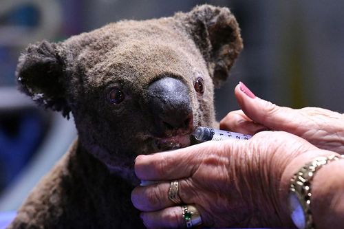Australia ứng dụng công nghệ cao bảo vệ loài gấu túi