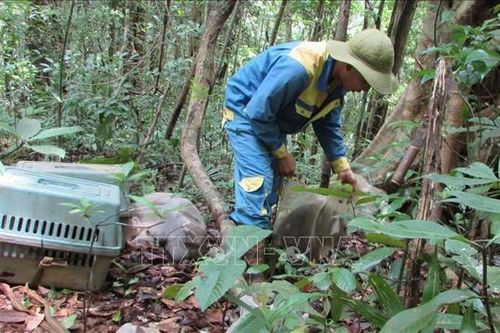 Thả nhiều cá thể động vật quý hiếm về rừng tự nhiên
