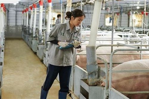IFC thúc đẩy tài trợ thương mại và chuỗi cung ứng cho doanh nghiệp Việt
