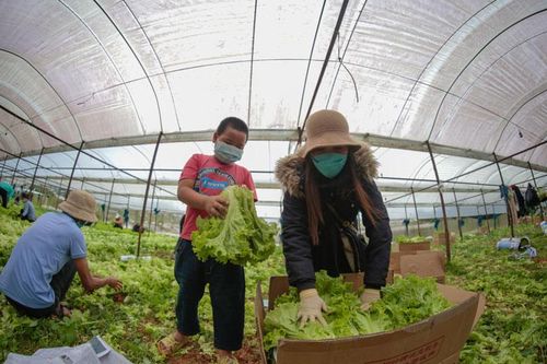 Lâm Đồng: Đảm bảo hỗ trợ cho TP Hồ Chí Minh 200 tấn nông sản mỗi ngày