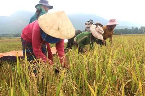 Hướng Hóa: Hỗ trợ 16.852 kg lúa giống cho nông dân sản xuất vụ đông xuân