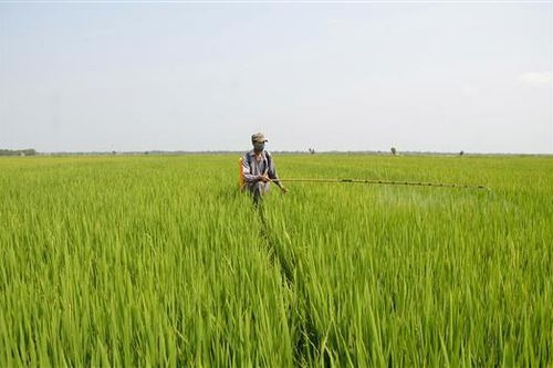 Khẩn trương phòng trừ sâu bệnh hại lúa trà muộn vụ hè thu