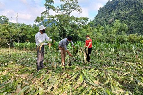 Mưa dông gây thiệt hại ở Lâm Bình