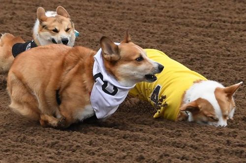 Cuộc đua chó Corgi ở Mỹ