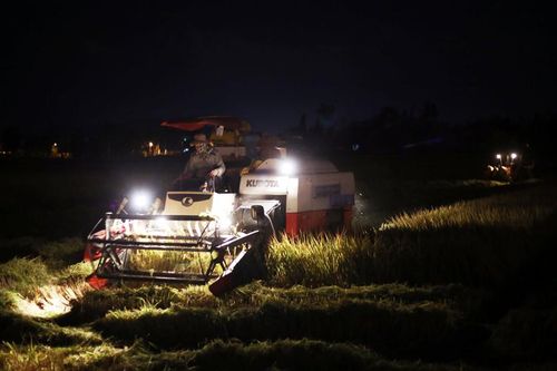 Nông dân Đà Nẵng gặt lúa đêm khi thành phố cách ly xã hội