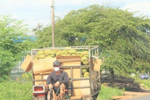 Sầu riêng giảm giá sốc sau phát ngôn của ngành nông nghiệp