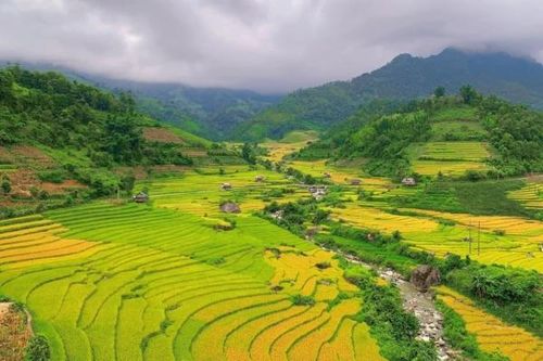 Mùa vàng rực rỡ ở Nậm Cang - Sa Pa