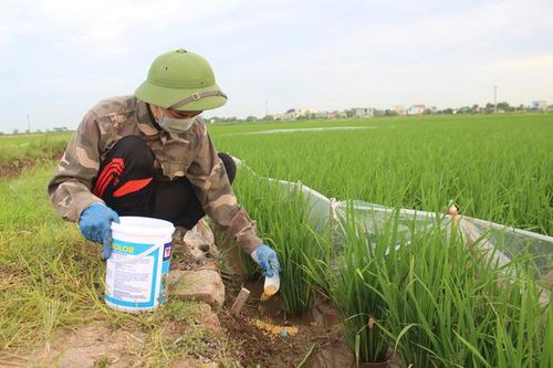 Nhà nông Nam Định tung 'chiêu' diệt chuột