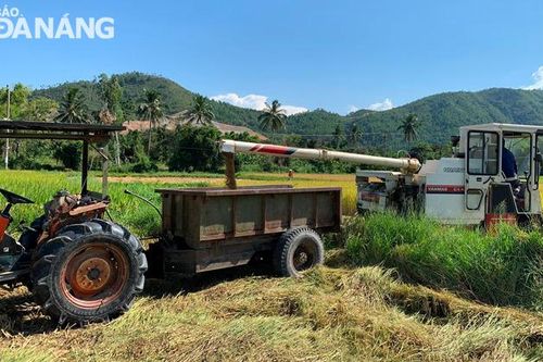 Triển khai thu hoạch hơn 2.100 ha lúa vụ hè thu bảo đảm phòng, chống Covid-19