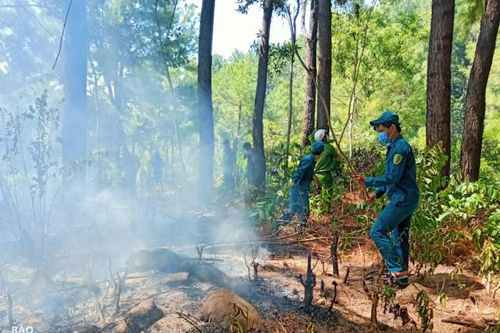 Điều tra vụ cháy cây bụi ở rừng Nam Hải Vân