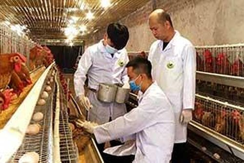 Sản xuất thành công giống gà 6 ngón Mẫu Sơn từ phương pháp thụ tinh nhân tạoTin khácCách mạng Tháng Tám thành công - đánh dấu thắng lợi đầu tiên cho con đường Hồ Chí Minh lựa chọnKết nối các nguồn lực chuẩn bị cơ sở vật chất cho năm học mới