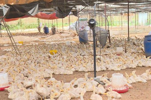 Nuôi vịt Grimaud trong nhà kính ở thôn vùng xa