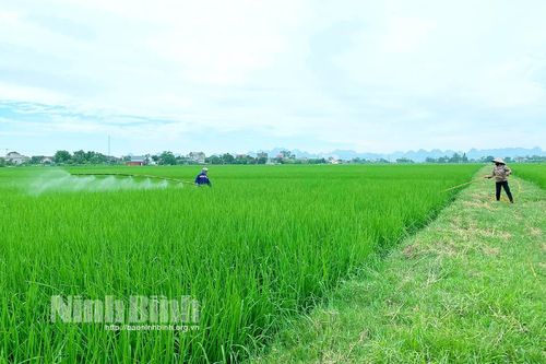 Tăng cường bảo vệ lúa mùa