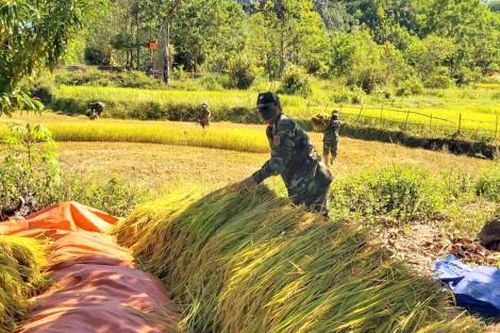 Kinh tế Nông nghiệp - Nông thôn Chốt biên phòng giúp người dân A Lưới thu hoạch lúa