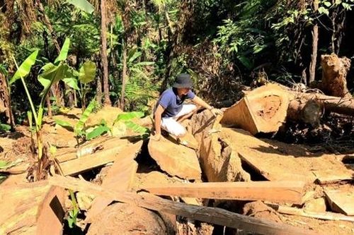Vụ 'Xã cắt xén tiền giao khoán bảo vệ rừng' tại Huế: Kỷ luật Chủ tịch xã và 2 cán bộ