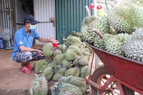 Giá sầu riêng Đắk Lắk rớt từng ngày