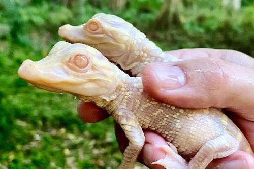 Cá sấu bạch tạng con tại công viên ở Florida