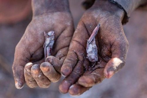 Đối mặt với nạn đói, người dân Madagascar lấy côn trùng làm thức ăn