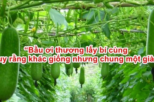 Chữ và nghĩa: 'Bầu ơi thương lấy bí cùng', 'cùng' là gì vậy?