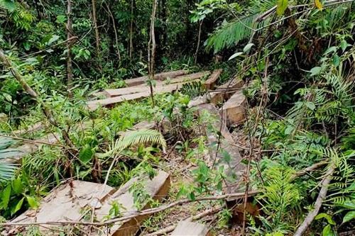 Quảng Trị: Rừng phòng hộ tan hoang - Ban quản lý vẫn 'thoát' kỷ luật