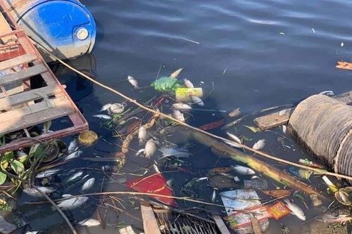 Vụ bức tử sông Cầu: Cơ sở sản xuất chỉ hoạt động khi đủ điều kiện về môi trường