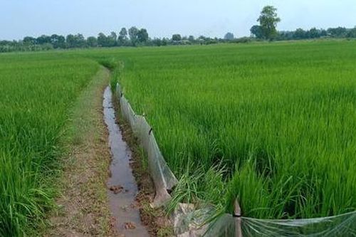 Cụ bà tử vong do ông hàng xóm căng bẫy điện