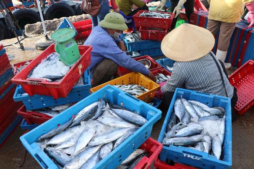 Tấp nập cảng cá Thuận An trong điều kiện đảm bảo phòng chống dịch