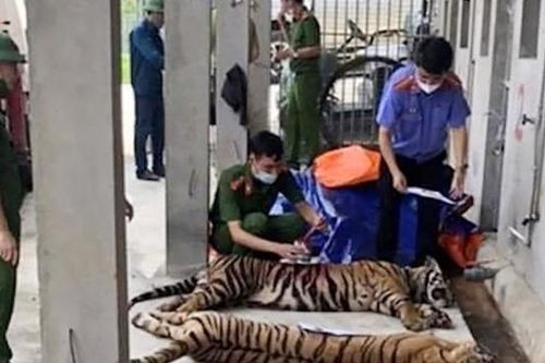 Giam cầm 'Chúa sơn lâm' vì mục đích thương mại