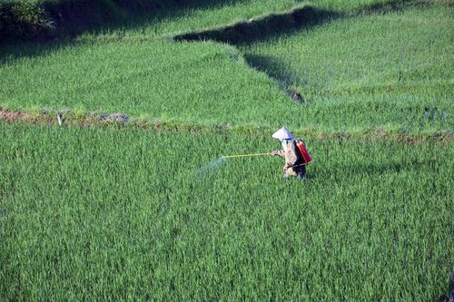 Sâu, bệnh gây hại muộn, nông dân chủ động phòng, trừ