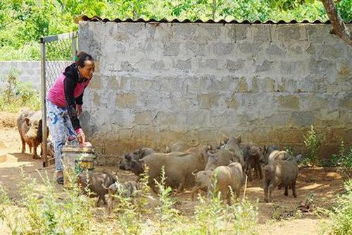 Triển vọng từ mô hình nuôi lợn bản