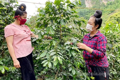 Hội viên phụ nữ năng động phát triển kinh tế