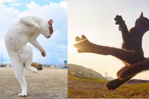Bắt quả tang hội mèo 'luyện võ công', kỹ thuật đạt mức thượng thừa thế này đây