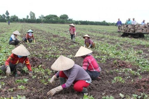 27.000 tấn khoai lang tím ở Vĩnh Long được kêu gọi 'giải cứu'